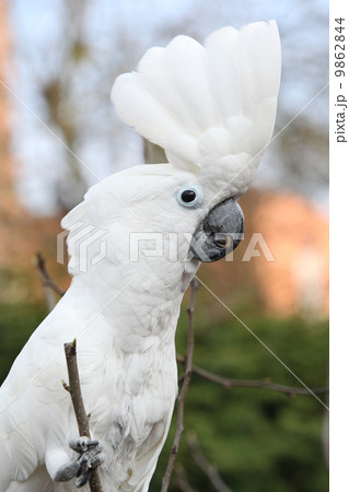 Sulphur-crested Cockatoo Parrot looking at you Sulphur-crested Cockatoo Parrot looking at you 9862844