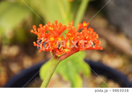 サンゴアブラギリ(トックリアブラギリ) 9863038