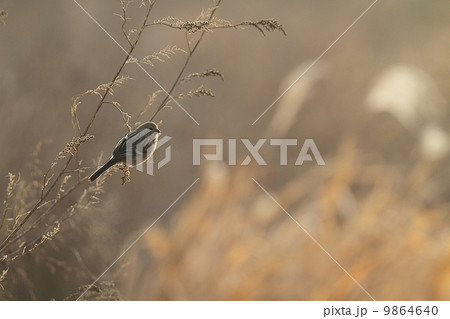 ベニマシコ雌の採餌（Long-tailed Rose Finch） 9864640