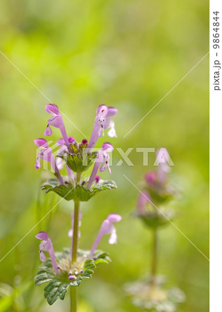 仏の座(ホトケノザ) 仏の座(ホトケノザ) 9864844
