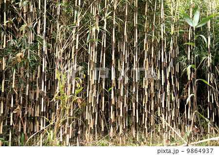 来島海峡小島の矢竹の群生の写真素材