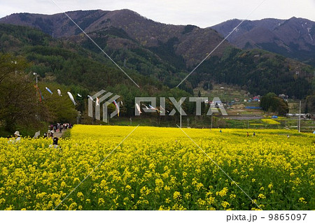 いいやま菜の花まつり 9865097