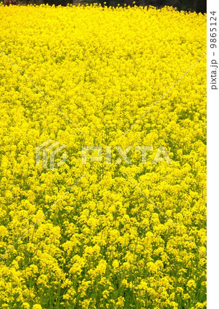 いいやま菜の花まつり 9865124