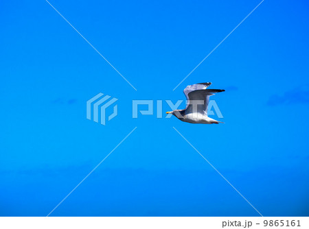 青空を飛ぶセグロカモメ 9865161