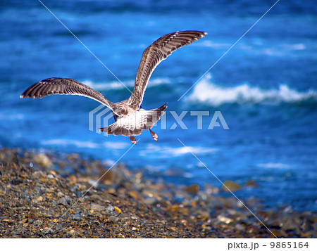 浜辺を飛ぶセグロカモメの後ろ姿 9865164