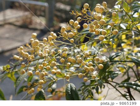 ナンテン黄色 9865199