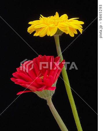 イエローと赤のガーベラ イエローと赤のガーベラ 9865293