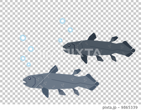 シーラカンス シーラカンス 9865339