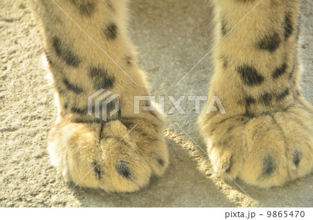 ゆきひょう１ 9865470