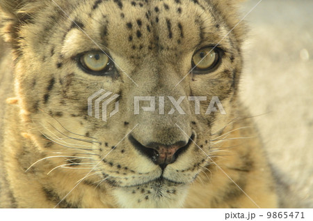 ユキヒョウ2 ユキヒョウ2 9865471