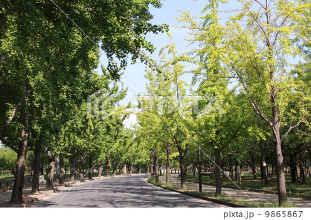 大阪城公園　夏 9865867