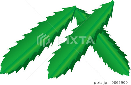 シカクマメ 9865909