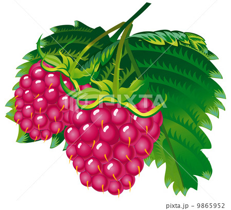 Raspberries 9865952
