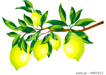 Sprig of lemons 9865953