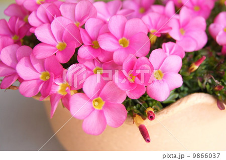 鉢植えのオキザリス・オマー 9866037