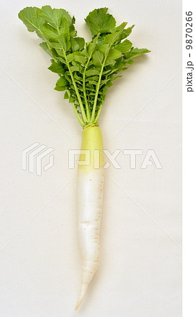 葉付きダイコンのイメージ。 9870266