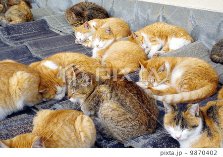 おひるね 9870402