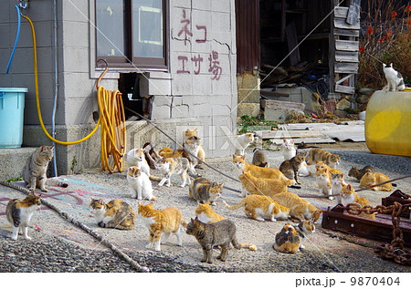 エサ場に集まる猫 9870404