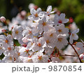 桜の写真 9870854