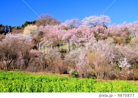 春の花見山 9870877
