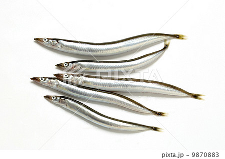 イカナゴ 9870883