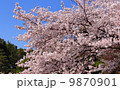 桜の写真 9870901