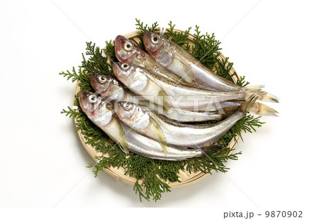 ハタハタ 9870902