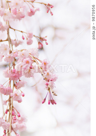 八重紅しだれ 9870956