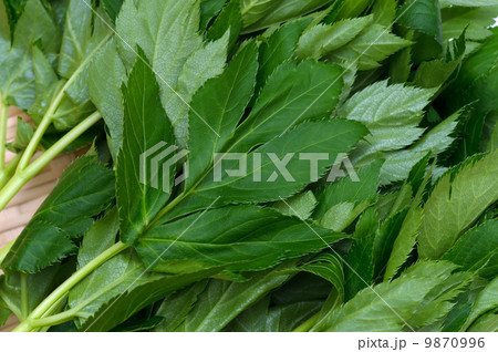 明日葉-Angelica keiskei 明日葉-Angelica keiskei 9870996