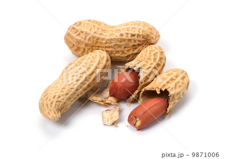 落花生-Arachis hypogaea 9871006