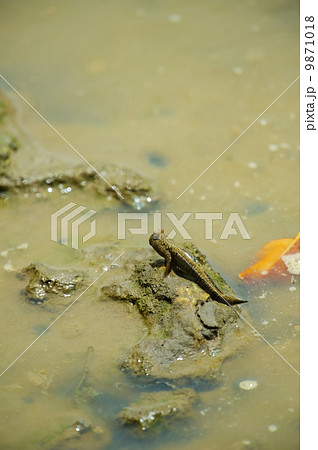 ミナミトビハゼ-Periophthalmus argentilineatus ミナミトビハゼ-Periophthalmus argentilineatus 9871018