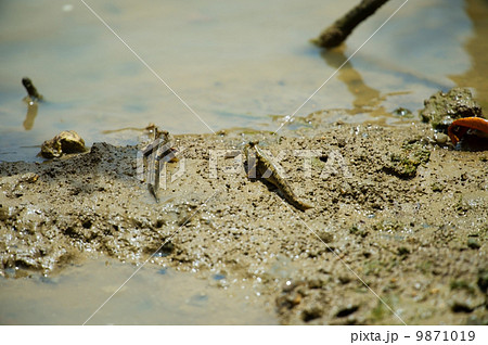 ミナミトビハゼ-Periophthalmus argentilineatus ミナミトビハゼ-Periophthalmus argentilineatus 9871019