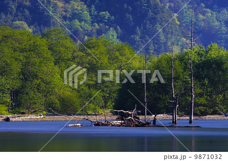 大正池の立木 9871032