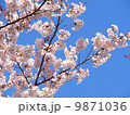 桜の写真 9871036