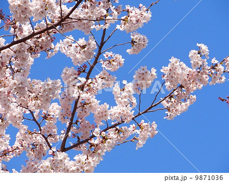 桜の写真 9871036