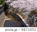 桜の写真 9871052