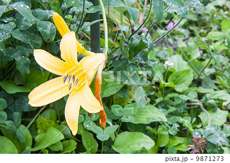 車山高原のキスゲ 9871273