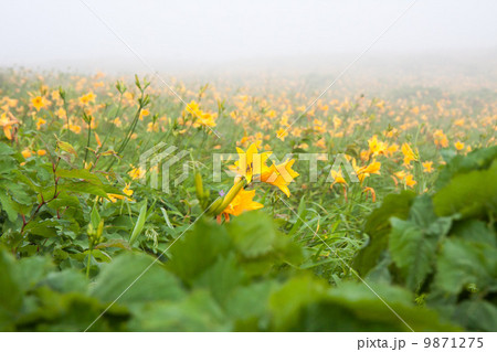 車山高原のキスゲ 9871275