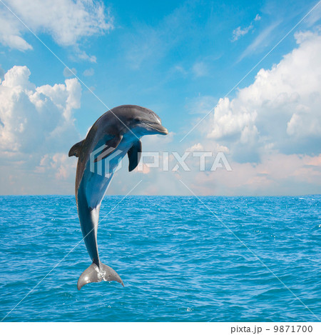 one jumping dolphins 9871700