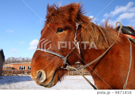 馬　モンゴル馬 9871816