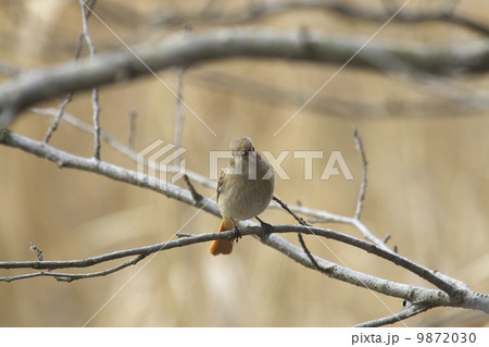 ジョウビタキ 9872030