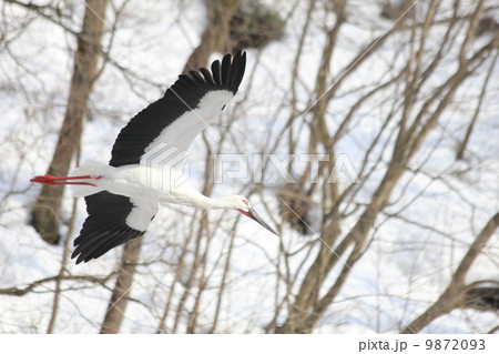 雪背景に飛んでいるこうのとり 9872093