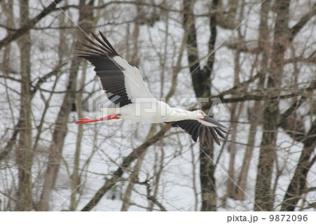 雪山の木の合間を飛ぶこうのとり 9872096