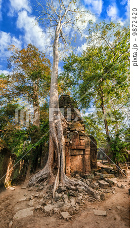Ta Prohm temple with giant banyan tree at Angkor Wat, Cambodia 9872420