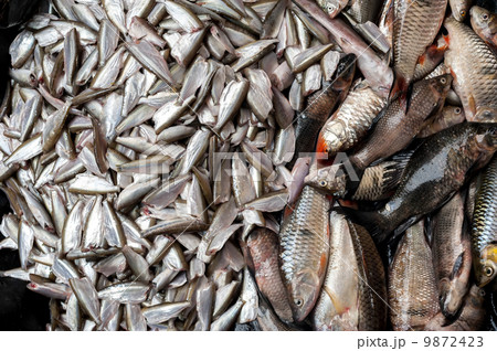 Raw fresh fish for sale at asian food market Raw fresh fish for sale at asian food market 9872423