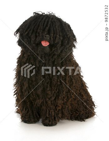 puli puli 9872532