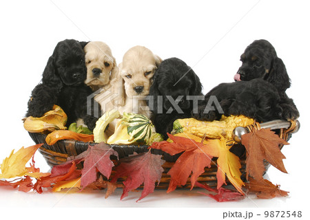 litter of puppies 9872548
