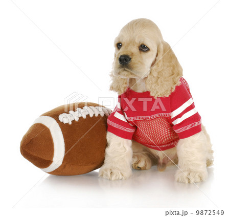 sports hound 9872549