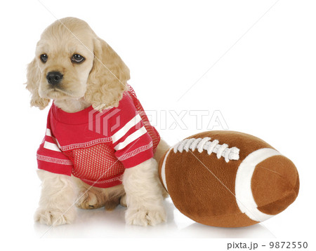 sports hound 9872550