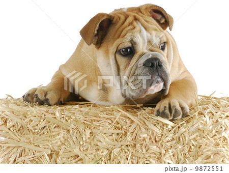 bulldog on straw 9872551